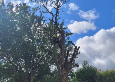 Tree surgeon working high in tree. Arbor Works North East Tree Surgeon Middlesbrough