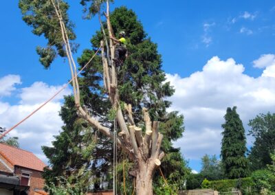 Tree surgeon Arbor Works Middlesbrough working on tall tree