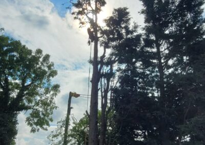 Tall tree cutting against a cloudy sky. Arbor Works North East Tree Surgeon