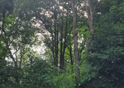 Tree climber cutting branches above ground Arbor Works Tree Services