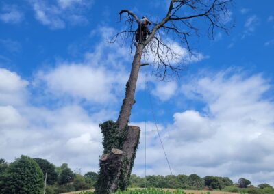 Tree being cut down in countryside. Arbor Works Teesside