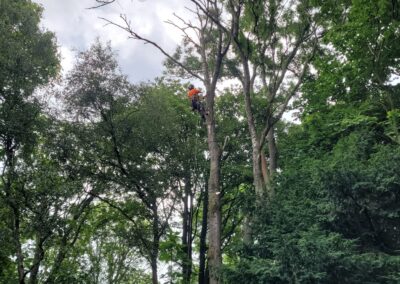 Tree surgeon working high above ground Arbor Works Teesside