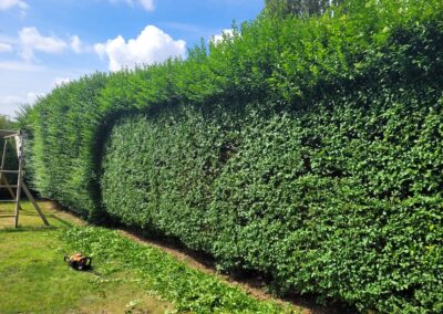 Neatly trimmed green hedge in sunlight. Tree surgeon Arbor Works Middlesbrough